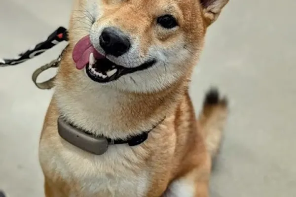 Okami Canine