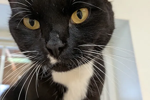 Responsible Pet Sevices