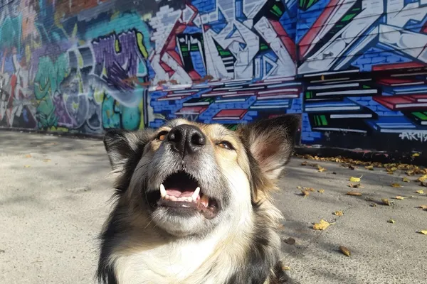 Sparky's Comrade - Positive Reinforcement Dog Trainer