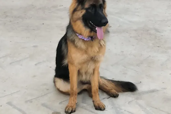 Best In Show Pet Grooming