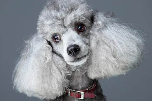 Blue Ribbon Grooming Salon