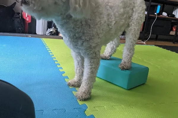 Two Dogs Training