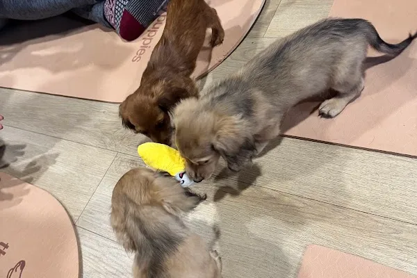 Therapy Puppy Studio