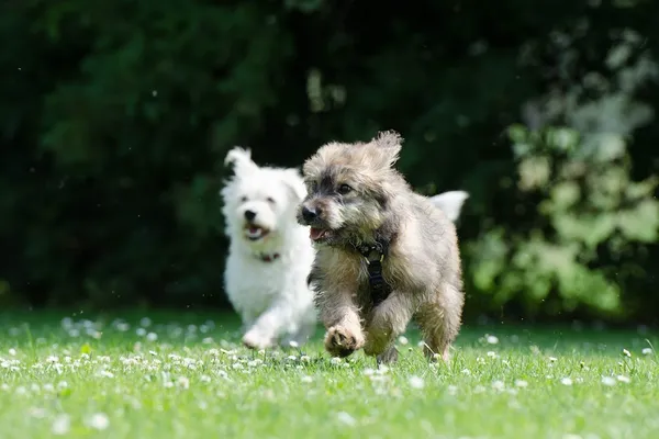 Humber River Dogs