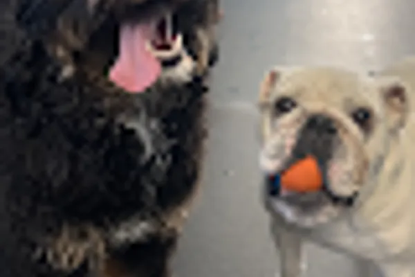 Barking Lot The