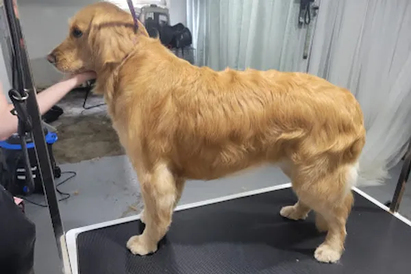 Lionhound Grooming & Collar Co