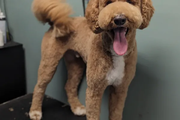 Chloe's Clips Dog Grooming