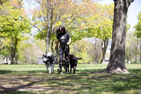 Fit Dog Club Toronto Inc. Dog Walking