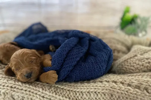 The Paw Company