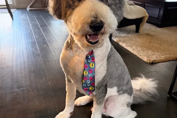 JonnaT Pet Grooming Style
