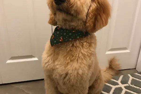 Love The Dog