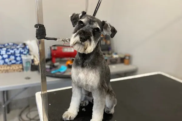 Howling Hounds Dog Grooming