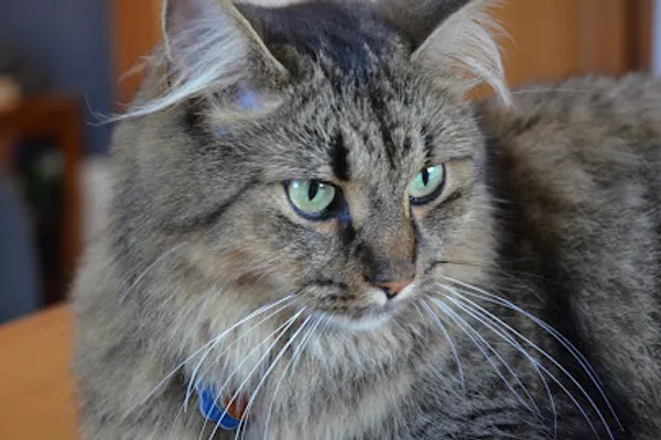 Pet Panache Cat Grooming
