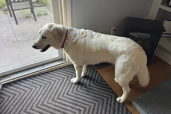 Pets Beautiful School Of Styling