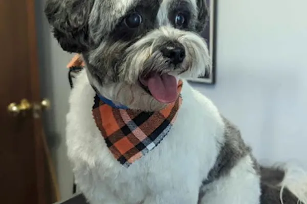 The Hairy Dogmother