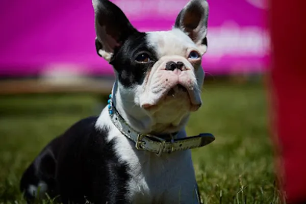 In Dogs We Trust