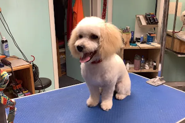 My Pet's Spot