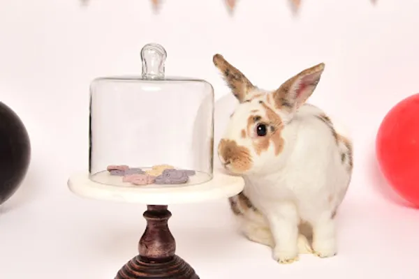 Mishka's Bun Shop|Hoppers & Barkers