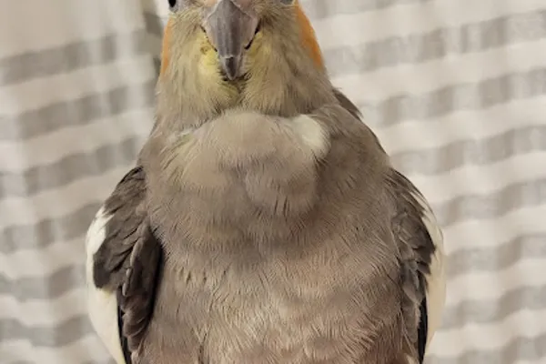 Lori's Bird Sitting Services - Certified Avian Specialist