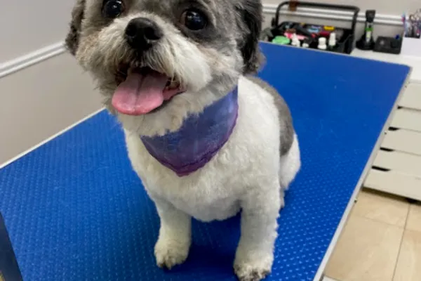South Paw Grooming