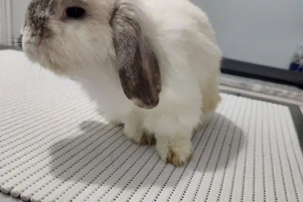 Sana Adelaide Animal Hospital