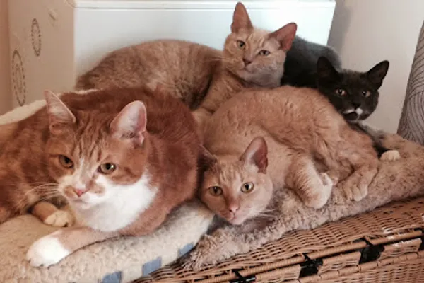 Whitehills Animal Hospital