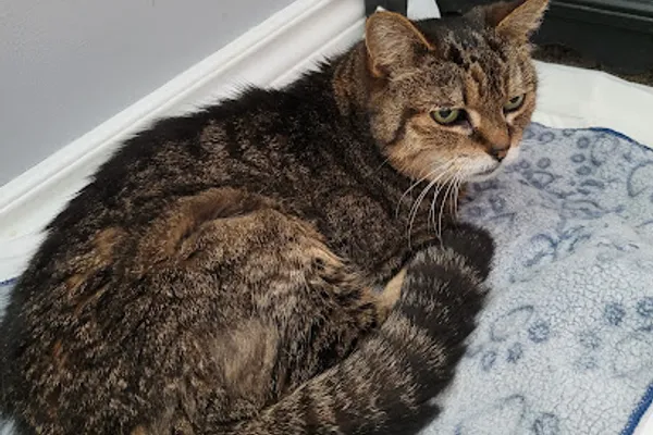 Pets to Rest London Home Euthanasia