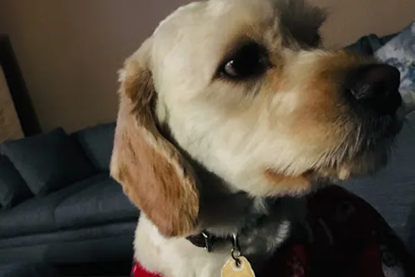 Perfect Paws Dog Grooming & Boarding