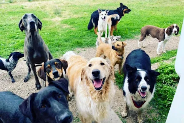 Brutus’ Quest: Doggy Daycare & Boarding