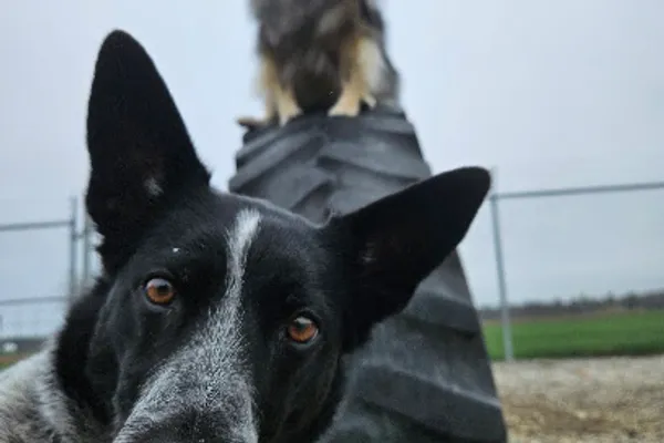 Woof Pet Wellness Resort