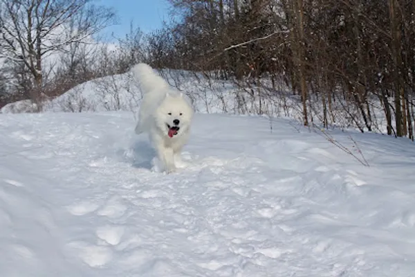 Loving Leader Dog Training