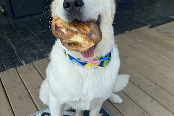 The K9 Lounge Inc