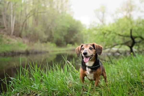 Your Dog's Photographer
