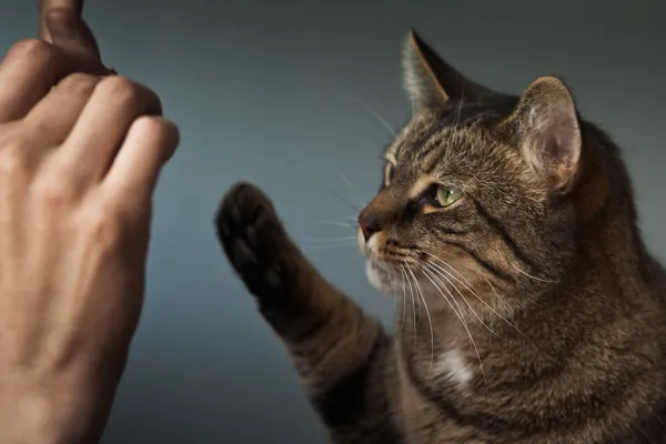 Happy Kitty Cat Training