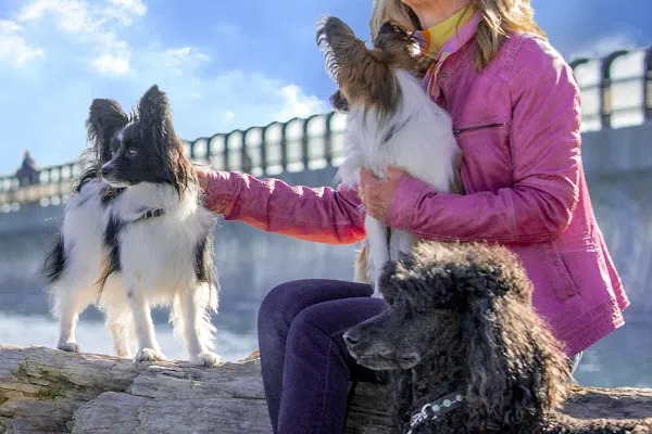 Canine Behaviour Consulting