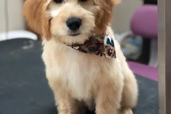 A Boutique 4 Paws