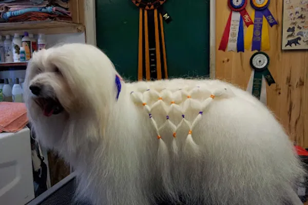 Maison Chien Canine Coiffure