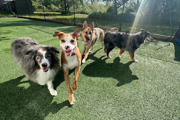 The Collar Crew Dog Boarding
