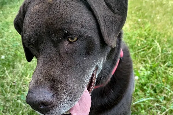 North York Dog Walker - Puppy Training - Pet Boarding