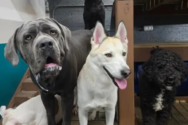 Whozagooddog