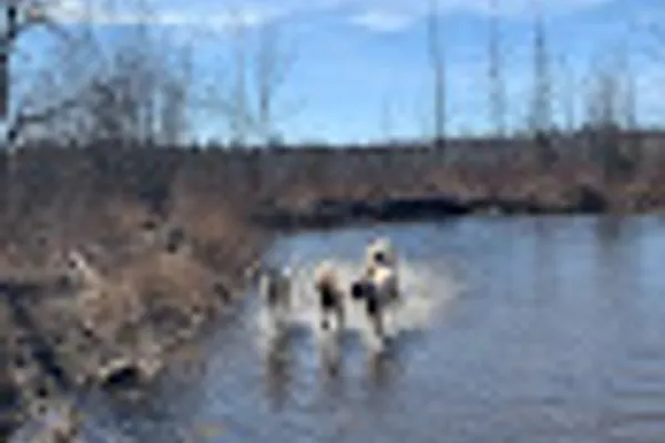 Wylder Kennels and Daycare