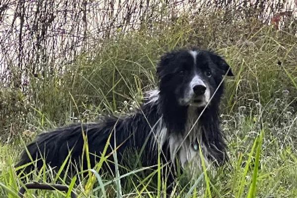 Forest and Fields Dog Retreat