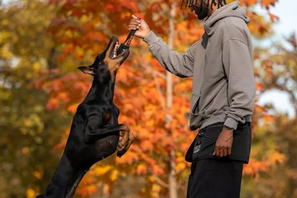 Bellatrix K9 Dog Training | Toronto