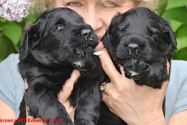 Black Russian Terrier Kennel | Ontario | Iz Teremka BRT Kennel