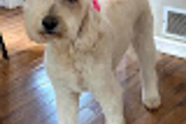 Cozy Pets: boarding, kennel, daycare