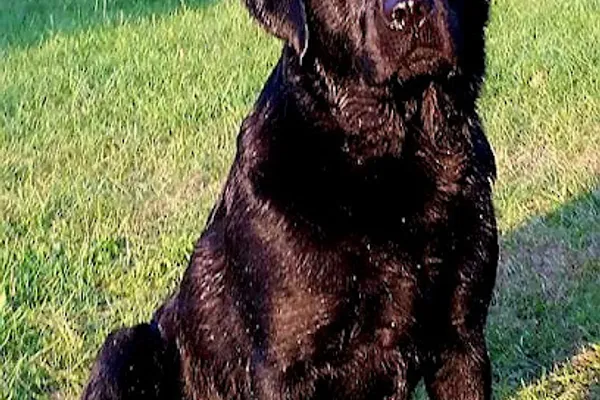 Benacres Kennel