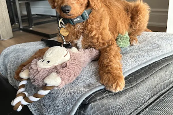 Doodle Dog Farms
