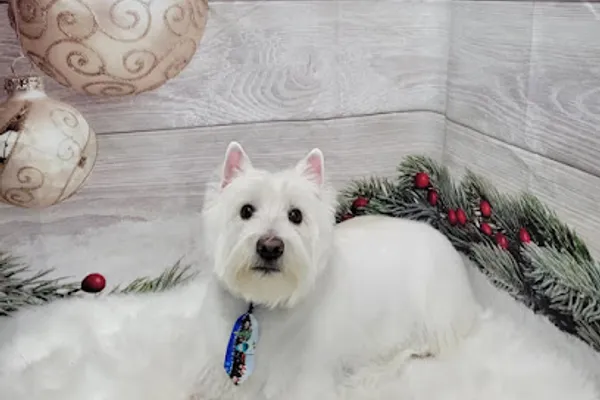 Kiley's K9 Spa