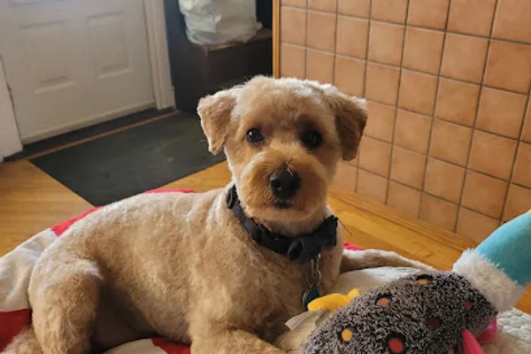 Petstyling By Becki