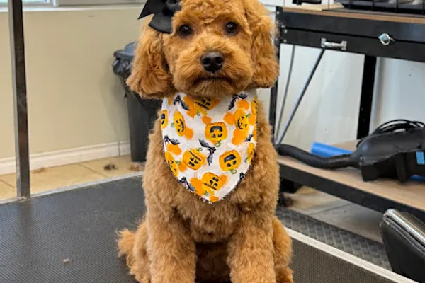 The Modern Dog Grooming Studio